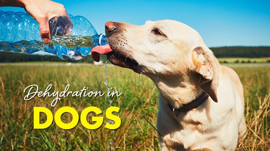 Signs Your Dog Is Dehydrated Signs Your Dog Is Dehydrated